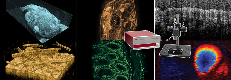 Investigating Biofilm Using OCT