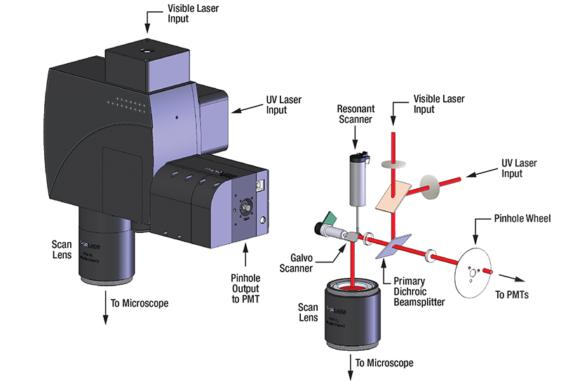 Confocal Microscopy Upgrade