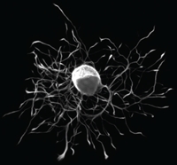 Fluorescence Image of a Rat Neuron