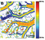 Figure 1b