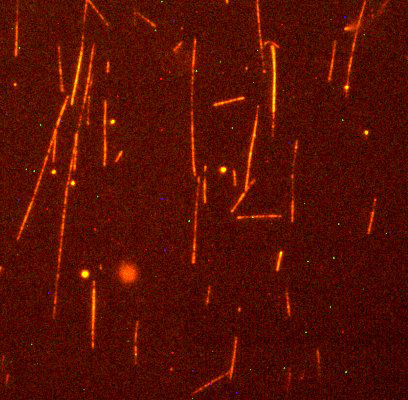 Optical Trapping with Fluorescence Microscopy