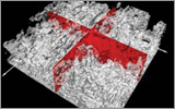 Biofilm Structure Investigated using OCT