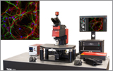 Confocal Microscopes